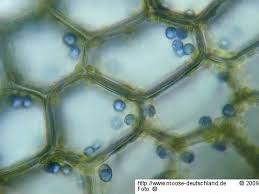 Attēlu rezultāti vaicājumam “Calypogeia azurea macro”