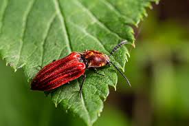 Attēlu rezultāti vaicājumam “Lycidae”