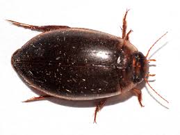 Attēlu rezultāti vaicājumam “Rhantus frontalis”