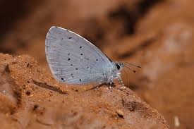 Attēlu rezultāti vaicājumam “Celastrina argiolus underside”