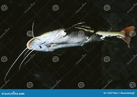 Image result for Pylodictis olivaris