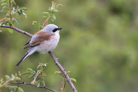 Attēlu rezultāti vaicājumam “Lanius collurio male”