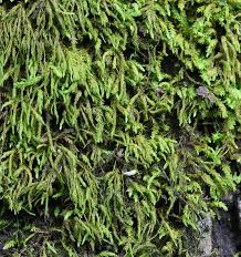 Attēlu rezultāti vaicājumam “Anomodon attenuatus”