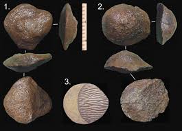 Attēlu rezultāti vaicājumam “Laccognathus panderi”