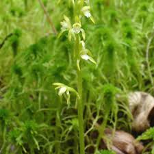 Attēlu rezultāti vaicājumam “Corallorhiza trifida”