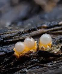 Attēlu rezultāti vaicājumam “Sphaerobolus stellatus”