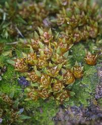 Attēlu rezultāti vaicājumam “Pogonatum nanum”