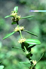 Attēlu rezultāti vaicājumam “Buxus sempervirens flower”
