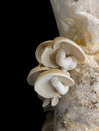 Attēlu rezultāti vaicājumam “Hypsizygus ulmarius”