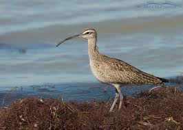 Image result for Numenius hudsonicus