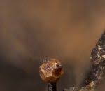 Attēlu rezultāti vaicājumam “Licea chelonoides”