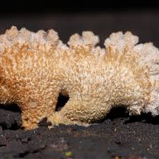 Attēlu rezultāti vaicājumam “Schizophyllum commune”