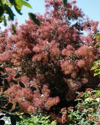 Attēlu rezultāti vaicājumam “Cotinus coggygria flower”