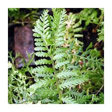 Attēlu rezultāti vaicājumam “Dryopteris filix-mas”