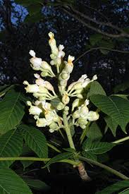 Attēlu rezultāti vaicājumam “Aesculus flava flower”