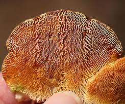 Attēlu rezultāti vaicājumam “Trametes gibbosa”