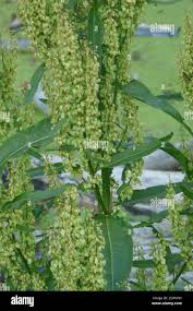 Attēlu rezultāti vaicājumam “Rumex aquaticus bud”