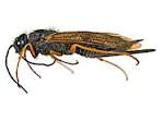 Pictures of Wood Wasps, Horntails