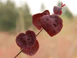 Attēlu rezultāti vaicājumam “Cercidiphyllum japonicum”