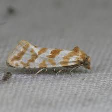 Attēlu rezultāti vaicājumam “Aethes margaritana”