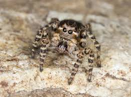 Attēlu rezultāti vaicājumam “Aelurillus v-insignitus”