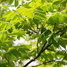 Attēlu rezultāti vaicājumam “Juglans cinerea leaf”