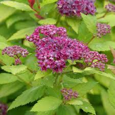 Attēlu rezultāti vaicājumam “Spiraea”