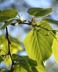 Attēlu rezultāti vaicājumam “Ulmus glabra leaf”
