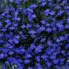 Image result for Lobelia erinus