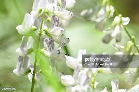 Attēlu rezultāti vaicājumam “Vicia sylvatica flower”