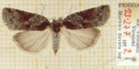 Attēlu rezultāti vaicājumam “Nycteola degenerana”