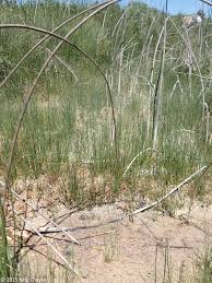 Attēlu rezultāti vaicājumam “Eleocharis quinqueflora”