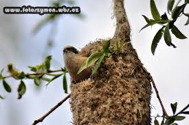 Attēlu rezultāti vaicājumam “Remiz pendulinus nest”
