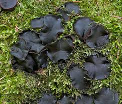 Attēlu rezultāti vaicājumam “Bulgaria inquinans”