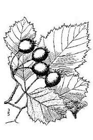Attēlu rezultāti vaicājumam “Crataegus submollis”