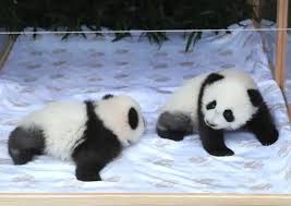 Image result for pandas