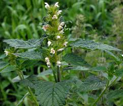 Attēlu rezultāti vaicājumam “Galeopsis tetrahit”