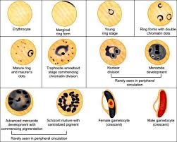 Attēlu rezultāti vaicājumam “Diderma cingulatum plasmodium”