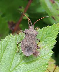 Attēlu rezultāti vaicājumam “Coreus marginatus imago”