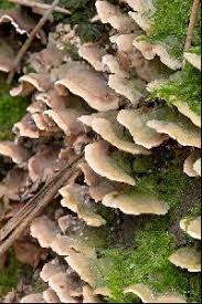 Attēlu rezultāti vaicājumam “Steccherinum bourdotii”