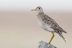 Image result for Bartramia longicauda