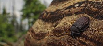 Attēlu rezultāti vaicājumam “Ceruchus chrysomelinus imago”