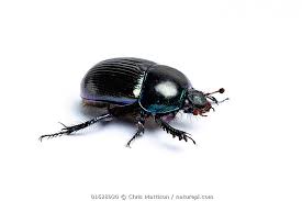 Attēlu rezultāti vaicājumam “Geotrupes stercorarius”