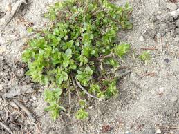 Attēlu rezultāti vaicājumam “Comatricha ellae stalked”