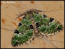 Attēlu rezultāti vaicājumam “Colostygia pectinataria”