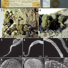 Attēlu rezultāti vaicājumam “Trichia contorta young”