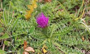 Attēlu rezultāti vaicājumam “Cirsium acaule”