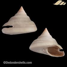 Attēlu rezultāti vaicājumam “Cribraria costata”