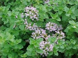 Attēlu rezultāti vaicājumam “Origanum vulgare flower”