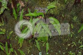 Attēlu rezultāti vaicājumam “Blechnum spicant”